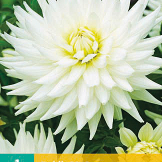X 1 DAHLIA MY LOVE I | JUB Holland
