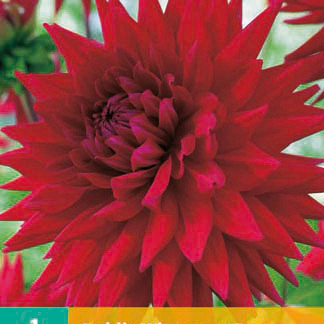 X 1 DAHLIA WITTEMANS BEST I