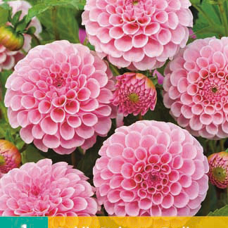 X 1 DAHLIA STOLZE VON BERLIN I