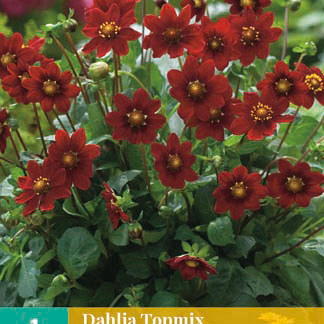 X 1 DAHLIA TOPMIX PAARS I