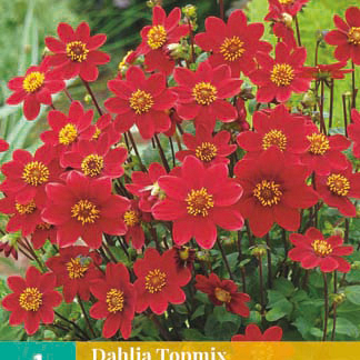 X 1 DAHLIA TOPMIX ROOD I