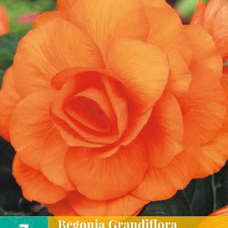 X 3 BEGONIA GRANDIFLORA ORANJE 5/6