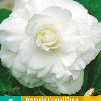 X 3 BEGONIA GRANDIFLORA WIT 5/6
