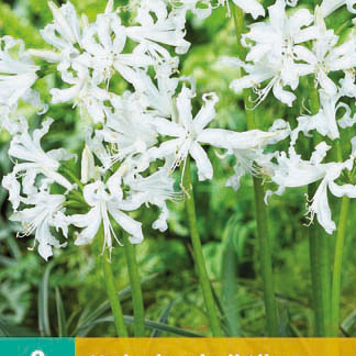 X   2 NERINE BOWDENII ALBA 12/+