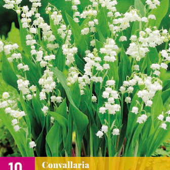 X 10 CONVALLARIA MAJALIS plg.