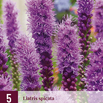 X 5 LIATRIS SPICATA 12/14