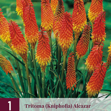 X 1 TRITOMA (KNIPHOFIA) ALCAZAR I