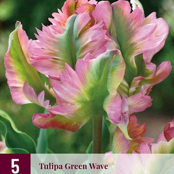 X   5 TULIPA GREEN WAVE 12/+