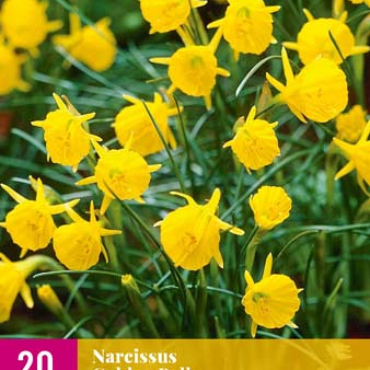 X 20 NARCISSUS GOLDEN BELLS 6/8