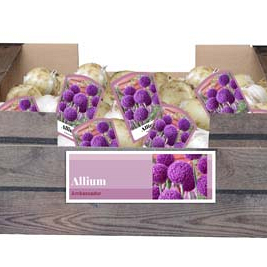 X 30 ALLIUM AMBASSADOR INCL. LABEL 32/+
