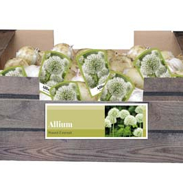 X 40 ALLIUM MOUNT EVEREST INCL. LABEL 24/+