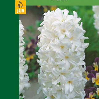 X   2 HYACINTHUS WHITE 14/15