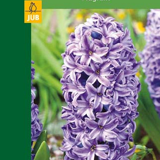 X   2 HYACINTHUS BLUE 14/15