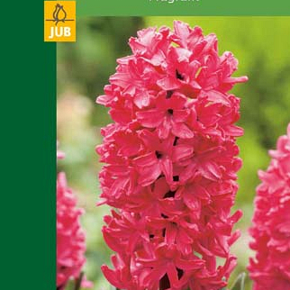 X   2 HYACINTHUS RED 14/15