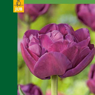 X   5 TULIPA DOUBLE PURPLE 10/11