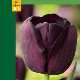 X   5 TULIPA TRIUMPH BLACK 10/11