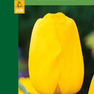 X   5 TULIPA TRIUMPH YELLOW 10/11