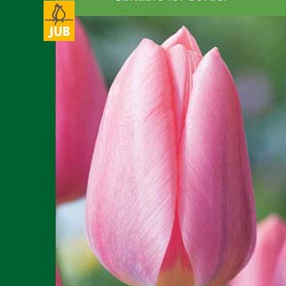 X   5 TULIPA TRIUMPH PINK 10/11
