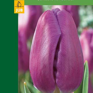 X   5 TULIPA TRIUMPH PURPLE 10/11