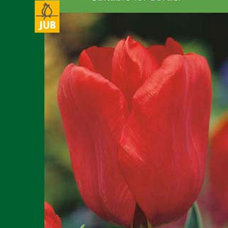 X   5 TULIPA TRIUMPH RED 10/11