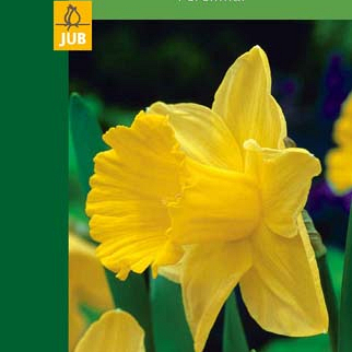 X   3 NARCISSUS TRUMPET YELLOW 10/12
