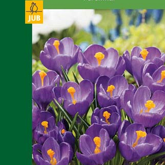X   8 CROCUSES LARGE FLOWERING BLUE 6/7