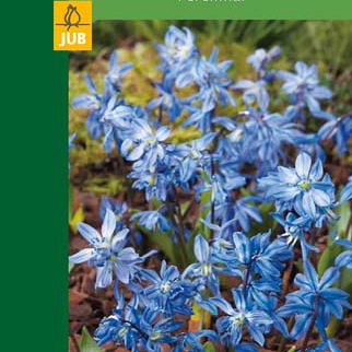 X   8 SCILLA SIBERICA 6/7
