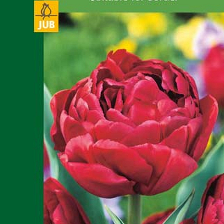 X   5 TULIPA DOUBLE RED 10/11
