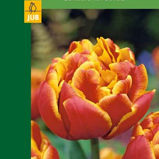 X   5 TULIPA DOUBLE YELLOW/RED 10/11