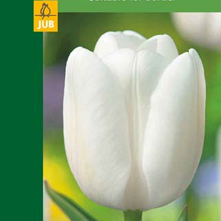 X   5 TULIPA TRIUMPH WHITE 10/11