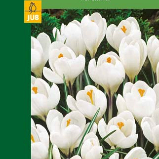 X   8 CROCUSES LARGE FLOWERING WHITE 6/7