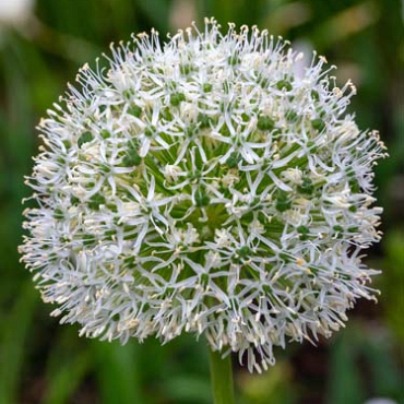 X   25 ALLIUM WHITE GIANT 20/+
