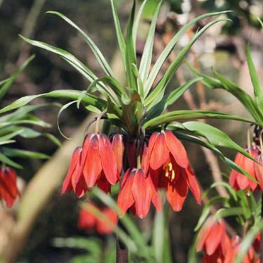 X   10 FRITILLARIA IMP. RED BEAUTY 20/+
