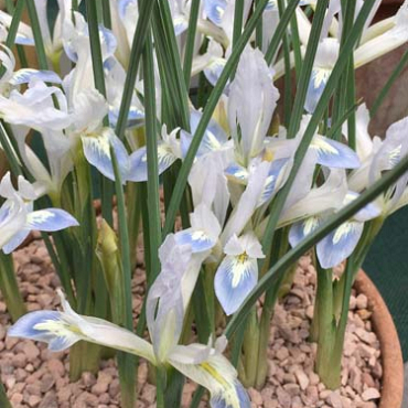 X 100 IRIS RETICULATA FROZEN PLANET 5/6