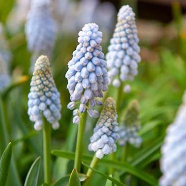 X 100 MUSCARI BABYS BREATH 8/+