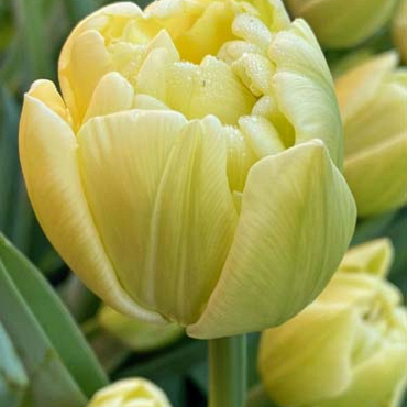 X 100 TULIPA AVANT GARDE 12/+