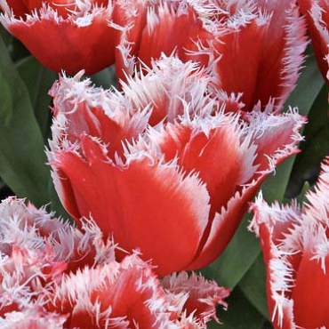 X 100 TULIPA NEW SANTA 11/12