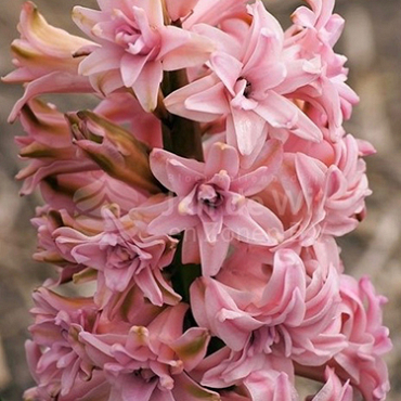 X   50 HYACINTHUS DUBBEL ROZE 15/16