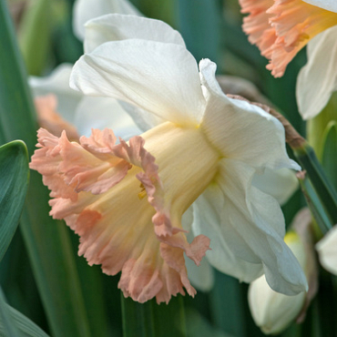 X 100 NARCISSUS BRITISH GAMBLE 12/14