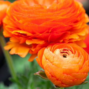 X 100 RANUNCULUS ORANJE 6/7