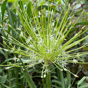X   25 ALLIUM ARCTIC SNOW 12/14