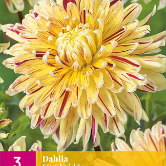 X 3 DAHLIA CAMBRIDGE I