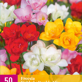 X 50 FREESIA DUBBEL MIX 5/+
