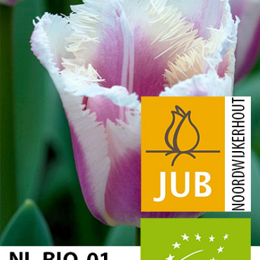 X 100 BIO TULIPA SIESTA 11/12