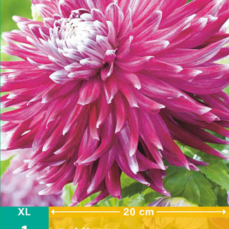 X 1 DAHLIA VANCOUVER I