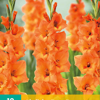 X 10 GLADIOLUS PETER PEARS 12/14