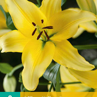 X 2 LILIUM YELLOW POWER 14/16