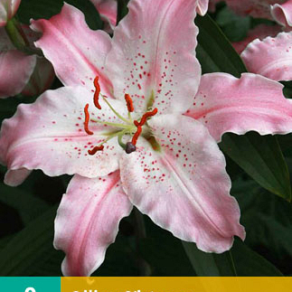 X 2 LILIUM VIRTUOSO 14/16 | JUB Holland