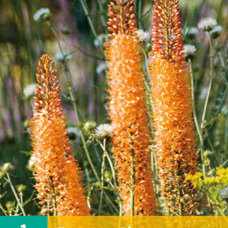 X   1 EREMURUS CLEOPATRA I