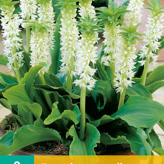 X   2 EUCOMIS AUTUMNALIS 14/16